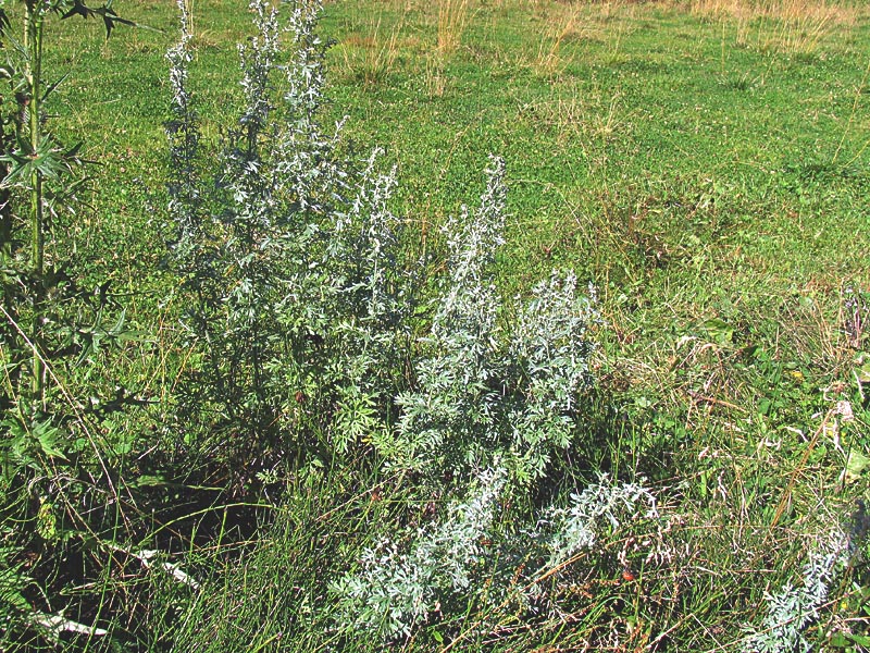 Artemisia absinthium L. / Assenzio vero